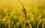 proverb of the day the more grains it bears the lower it bows