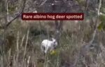 rare albino hog deer spotted