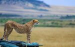 safari maasai