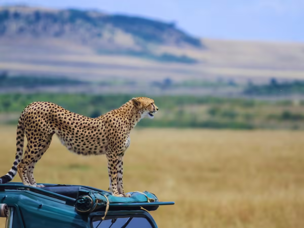 safari maasai
