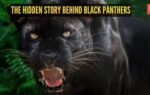 the hidden story behind black panthers 5 facts that may surprise you