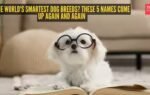 the world39s smartest dog breeds these 5 names come up again and again
