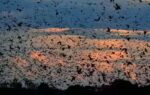 world39s largest bat migration the night zambia39s sky disappears under 10 million bats