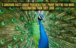 5 shocking facts about peacocks that prove they39re far more fascinating than they look