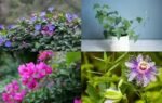 7 fast growing plants that provide natural shade and keep your home cool