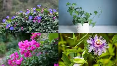 7 fast growing plants that provide natural shade and keep your home cool