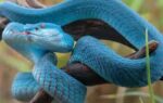 a snake