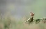 according to the research a birdsong is shaped by both evolution and the environment nature ttl