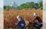 agriculture data lapse