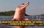 amazon river dolphin