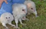 barn owlets