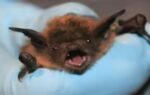 canada bat case