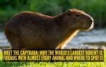 capybara