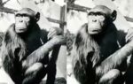 chimpanzee sultan
