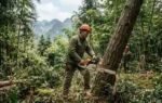 chinas tree cover increased but natural forests kept shrinking and fragmenting ai photo