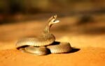 cobra representative image