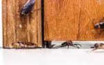 cockroaches