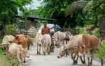 cows and calf