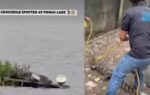 crocodile