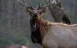 elk were once found across much of north carolina but disappeared from the state many years ago