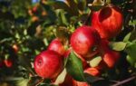 himachal apples under pressure