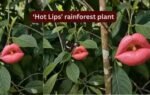 hot lips rainforest plant