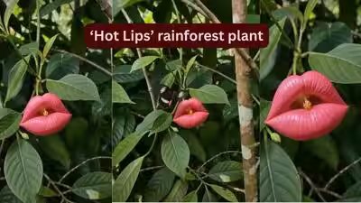 hot lips rainforest plant