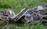 how hurricane andrew helped unleash burmese pythons into floridas wild