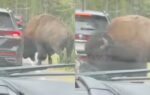 in yellowstone national park viral video shows bison popping a car39s tyre know how it happened