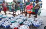 india safeguards billion dollar seafood and agri exports as eu tightens antibiotic norms