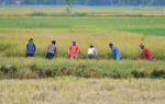indian agriculture