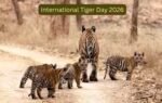 international tiger day 2026