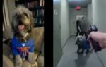jamesons owner has sued the city of los angeles after an lapd officer shot and killed the dog
