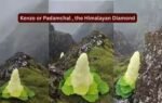 kenzo or padamchal the himalayan diamond