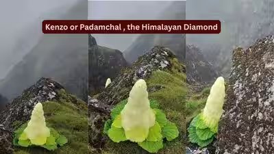kenzo or padamchal the himalayan diamond