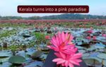 kerala turns into a pink paradise