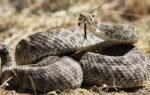 man bitten by rattlesnake in california required 54 vials of antivenom to survive
