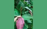 miconia