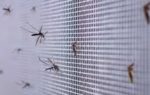 mosquitoes breed around your home
