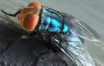 new world screwworm