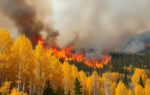 not all trees fuel wildfires aspen tree species can actually slow or even stop them