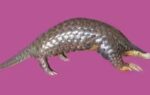pangolin
