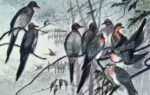 passenger pigeon