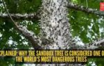 sandbox tree