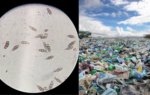 scientists discovered a plastic eating fungus in the amazon rainforest that survives without oxygen