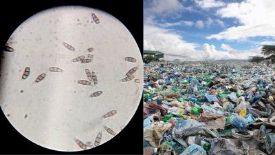 scientists discovered a plastic eating fungus in the amazon rainforest that survives without