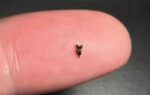 scientists found ancient teeth smaller than a fingertip they are rewriting early primate history