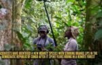 scientists have identified a new monkey species