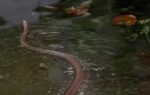 snakes