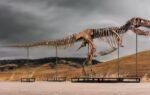 t rex